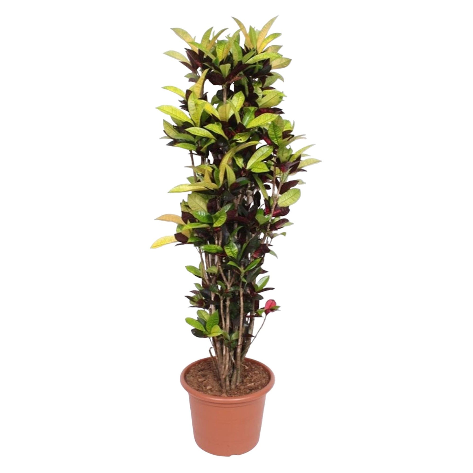 Croton_plant