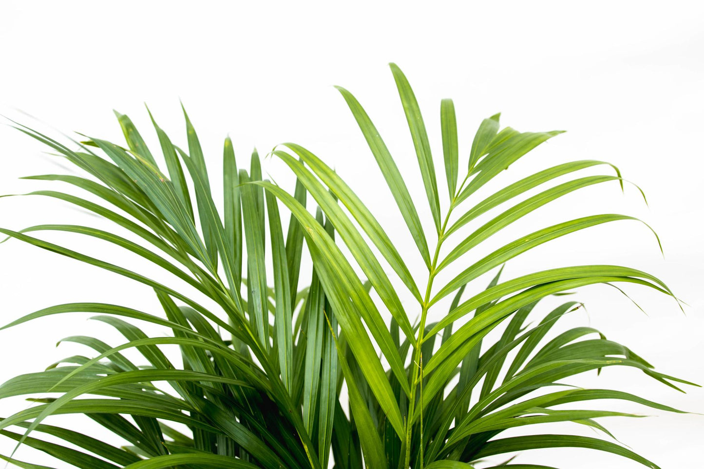 Areca palm - 150 tot 240 cm