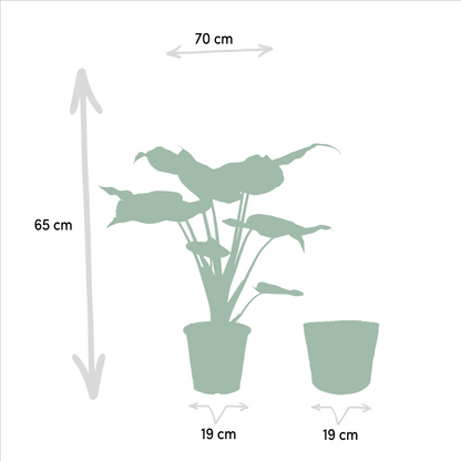 Planten Bundel | Exotic Escape - inclusief mand