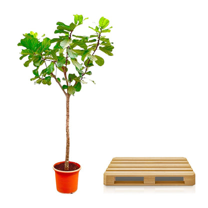 Ficus Lyrata boom XXXL - 270cm - ø45 cm