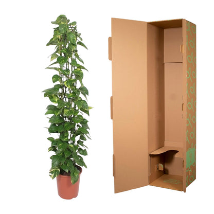 Epipremnum Aureum gaasrek - 160 cm - ø27