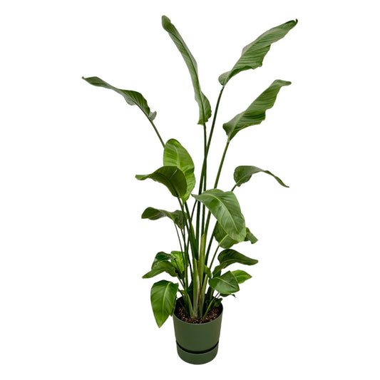 Strelitzia Nicolai inclusief elho Greenville Pot - 180 cm