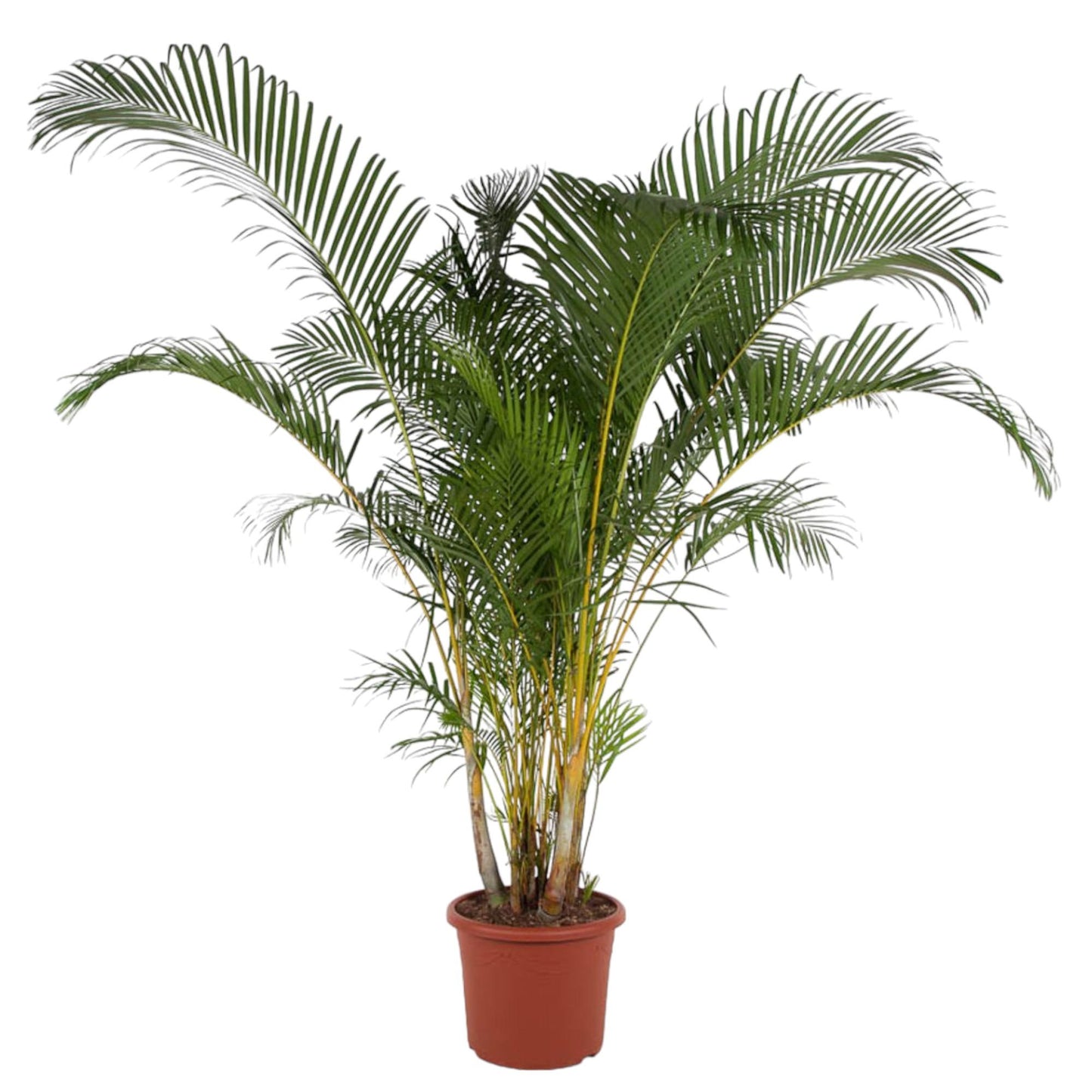Areca palm - 150 tot 240 cm