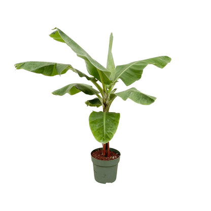 Bananenplant (Musa) - 170cm - Ø30